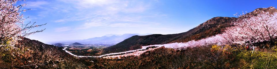 樱花山风景区