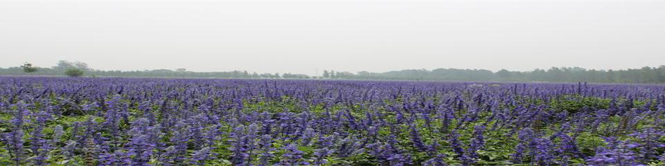 菏泽紫菏香草园