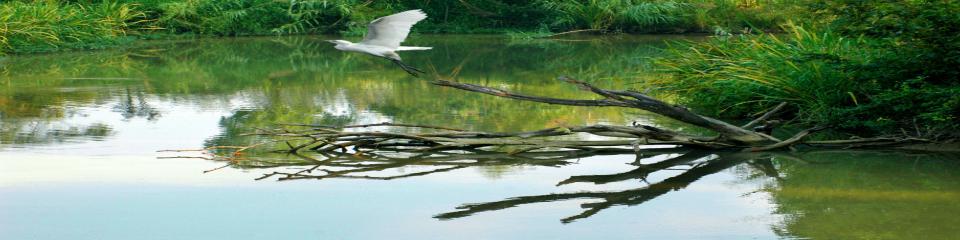 西溪国家湿地公园·洪园