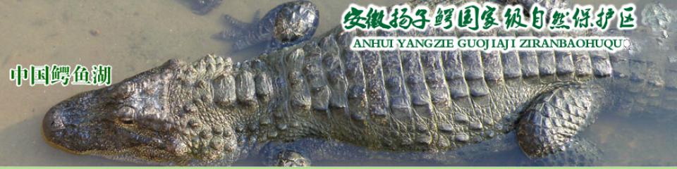 中国鳄鱼湖