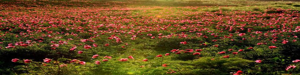芍药谷景区