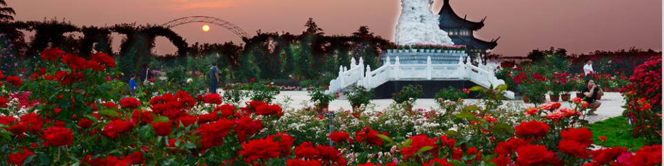 中国月季园